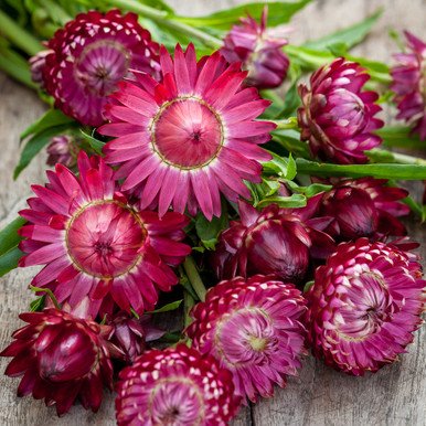 Strawflower Purple Red