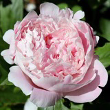 Peony Sarah Bernhardt