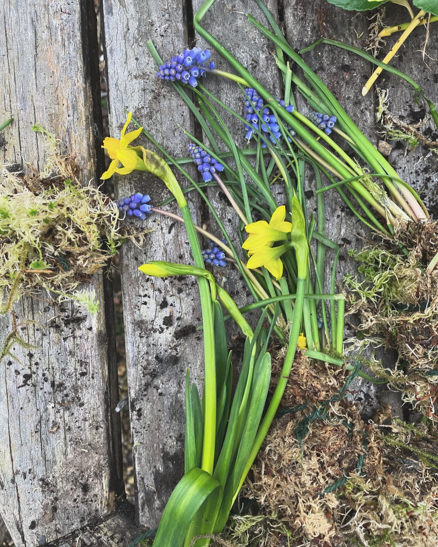 Spring is here. Come make a living wreath with me at @dill_cafe 🐥on Easter Friday. To book email dill.alton@outlook.com 🪻🌱🌷