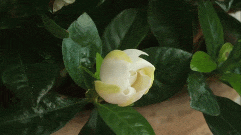 Credit: imgur.com