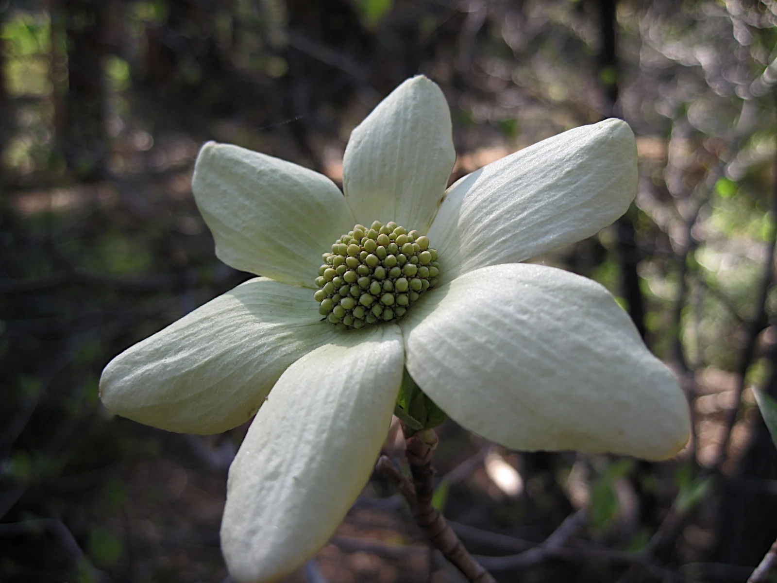 I Want to be More Present in My Life -- What Does that Mean? How do I Do That?