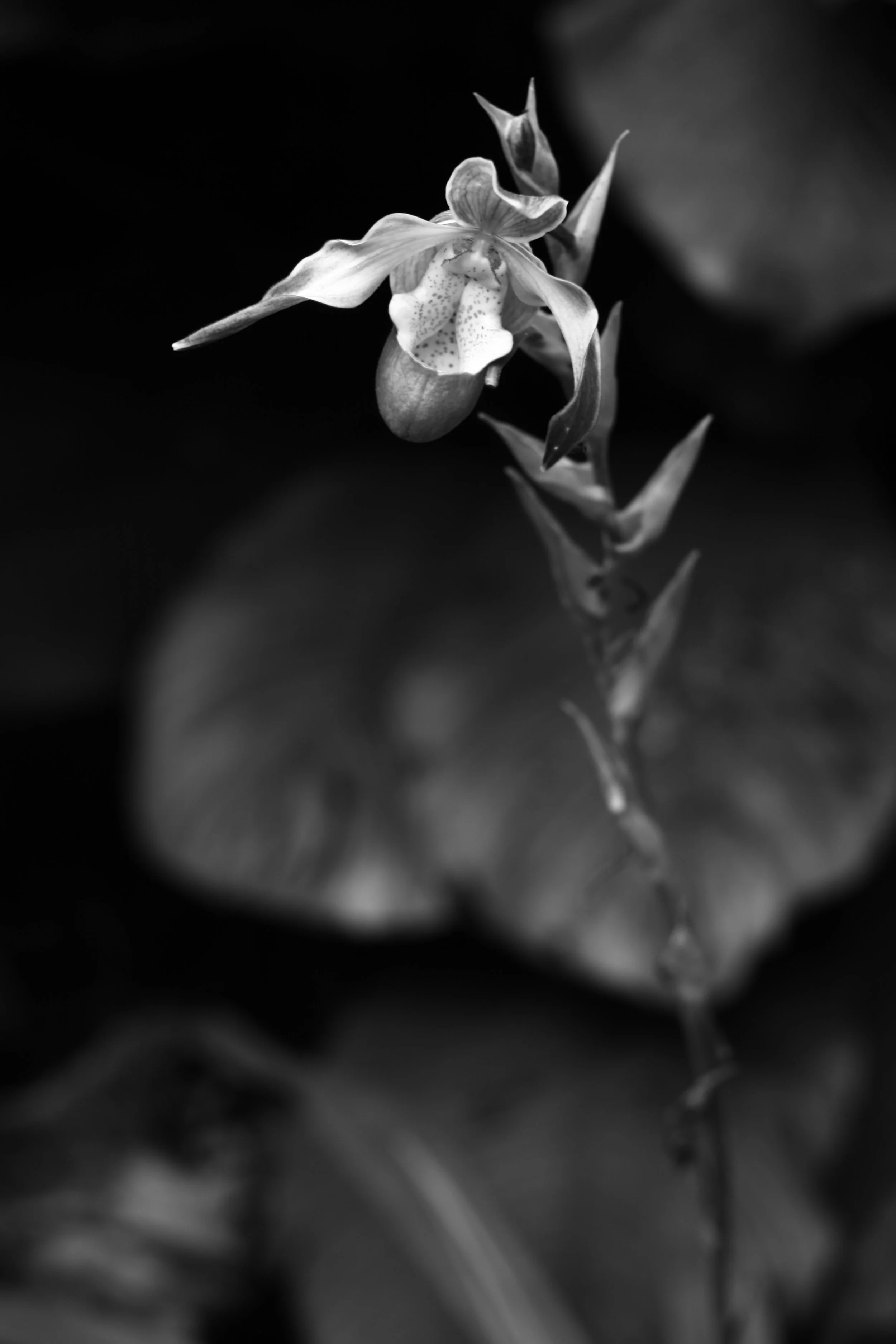 _MG_4509.JPG