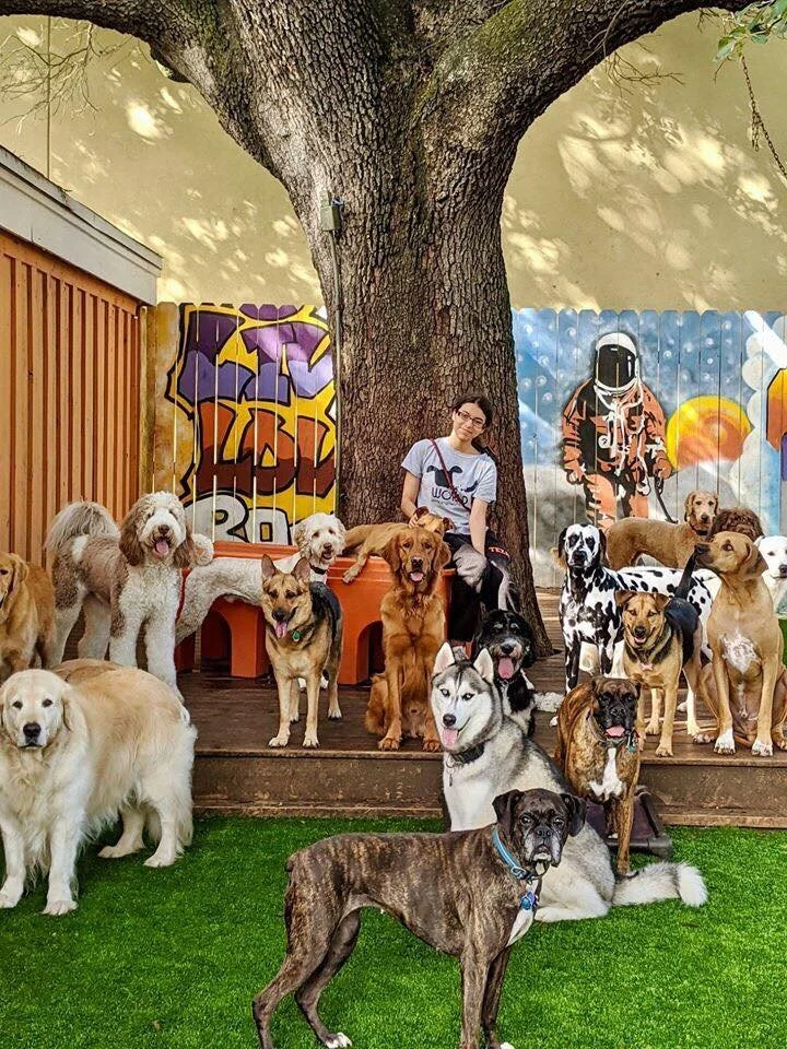 Wag'n World staff with daycare dogs
