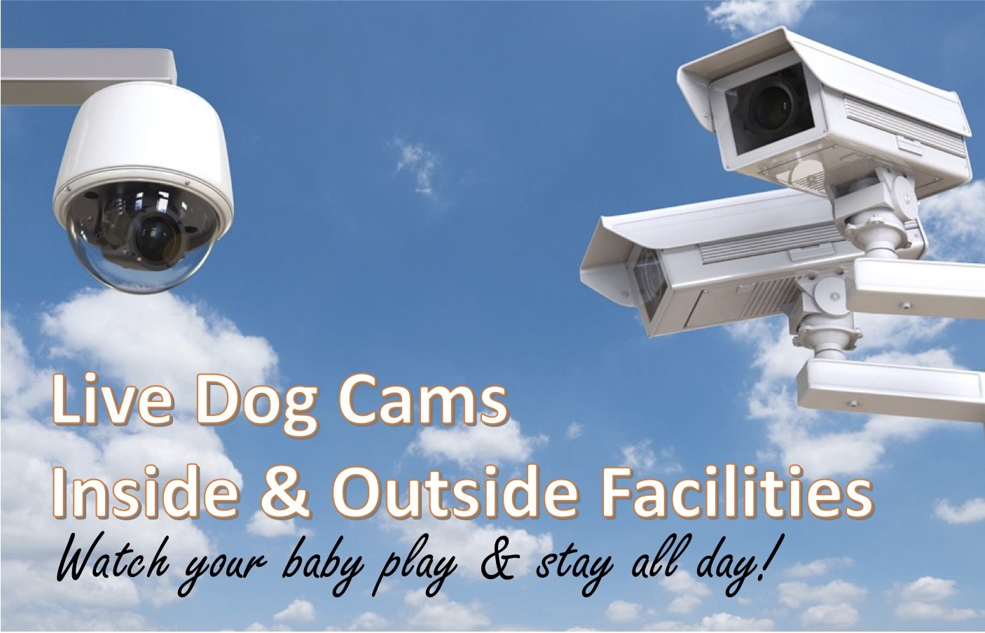 Live Dog Cams.jpg