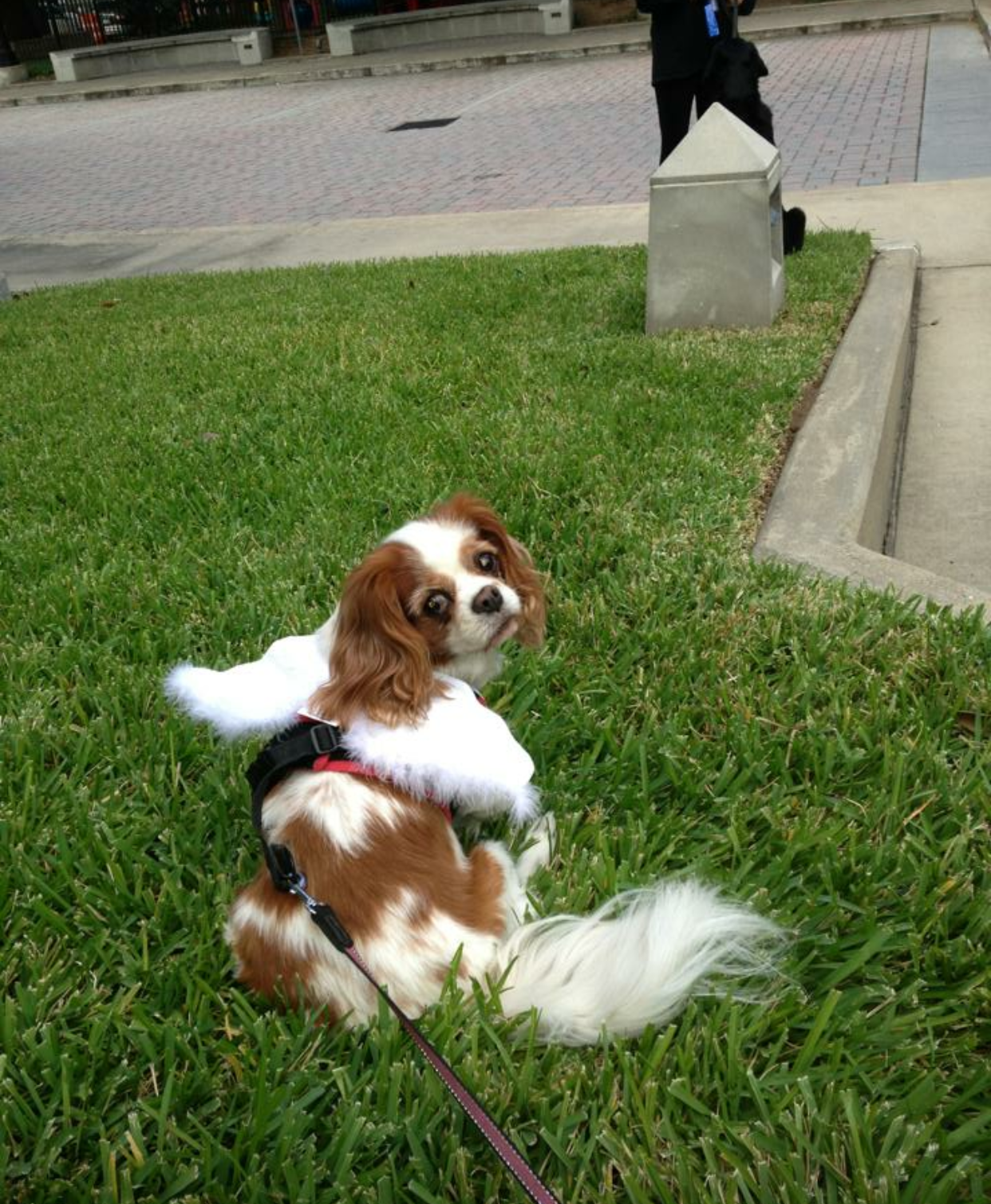 Sophie D.