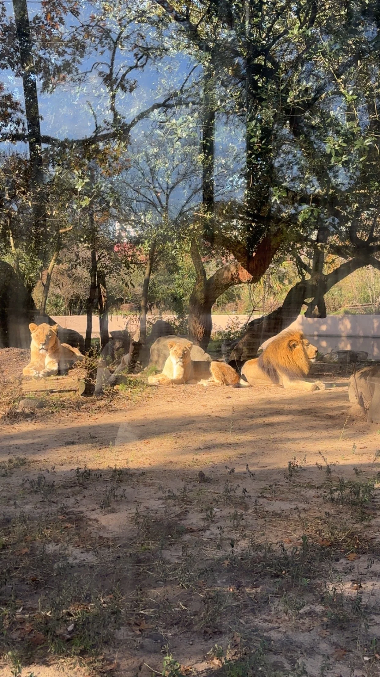 Zoo IMG_2439.JPG.jpeg