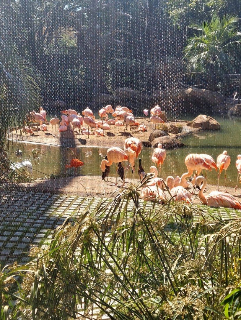 Zoo Resized_Screenshot_20260129_160724_Gallery.jpeg