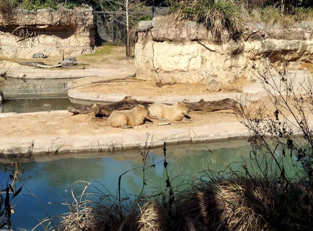 Zoo Resized_Screenshot_20260129_161125_Gallery.jpeg