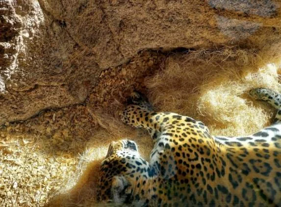 Zoo Resized_Screenshot_20260129_161131_Gallery.jpeg