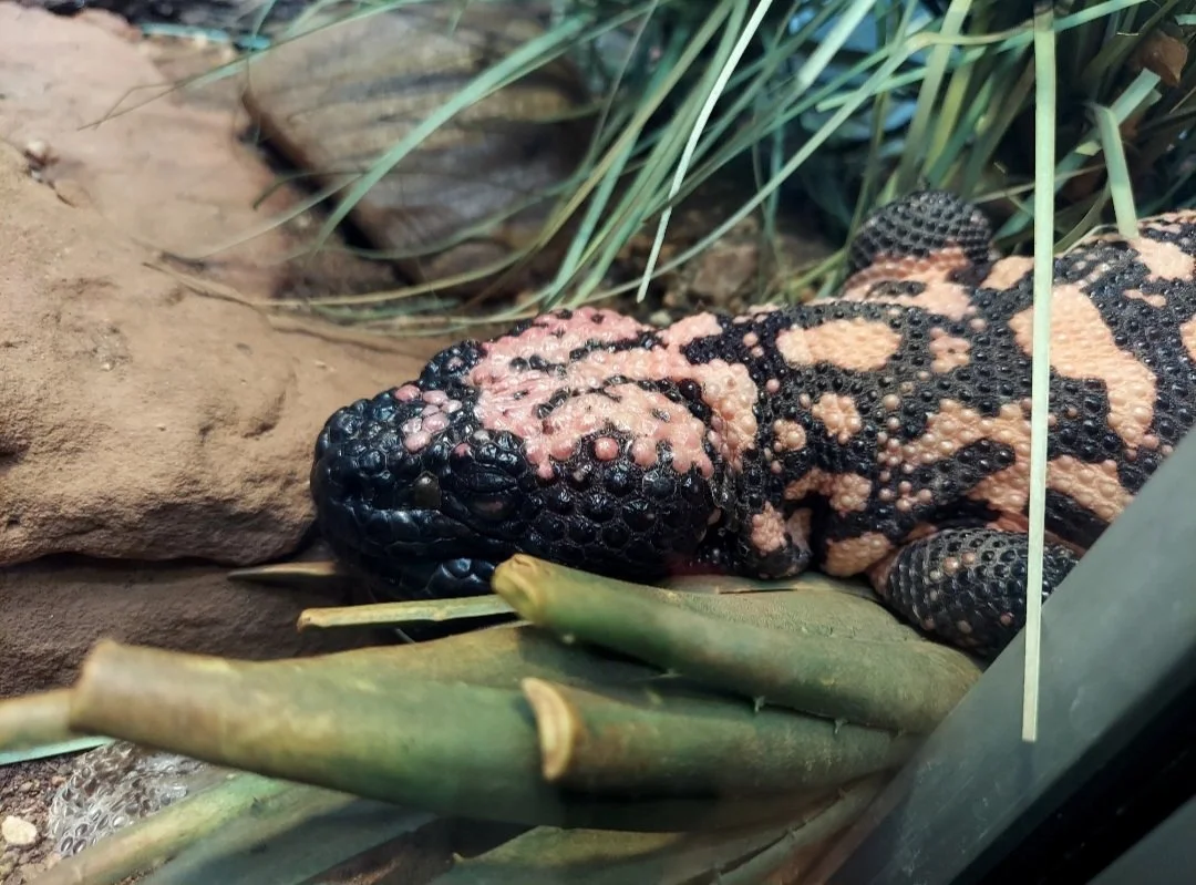 Zoo Screenshot_20260129_160940_Gallery.jpg