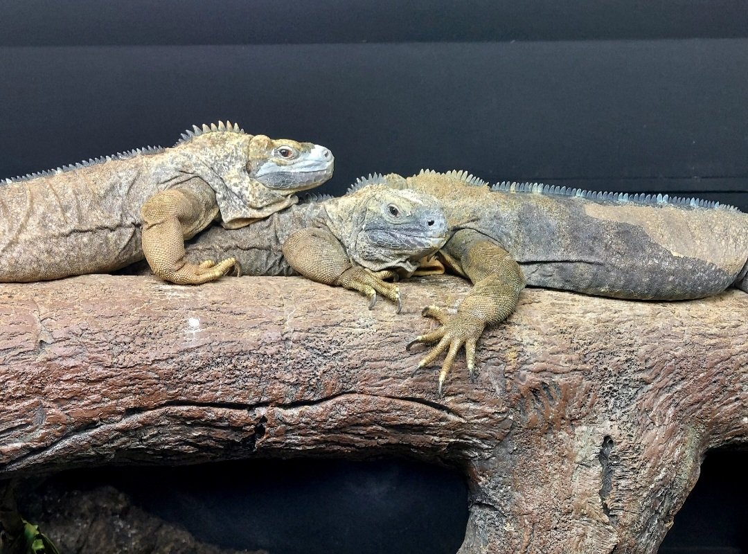 Zoo Screenshot_20260129_161045_Gallery.jpg