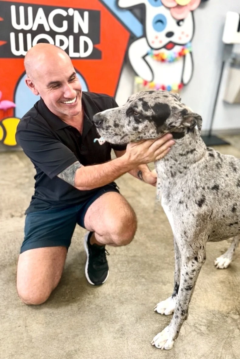 Happy dog at Wag'n World