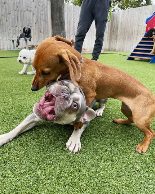 Dog daycare at Wag'n World Montrose