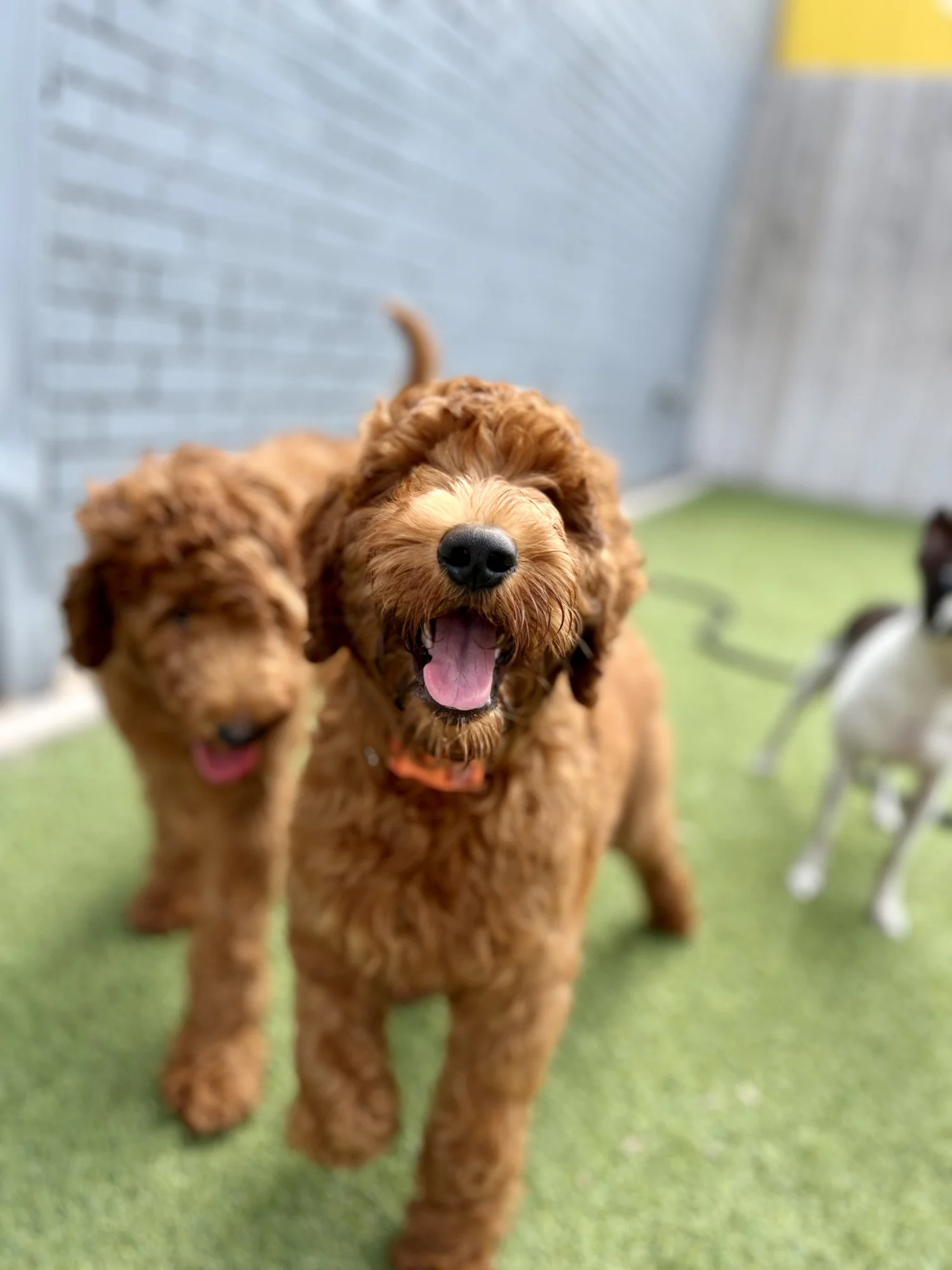 Two happy dogs at Wag'n World
