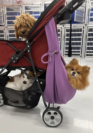 Wag'n World Heights small dog daycare location