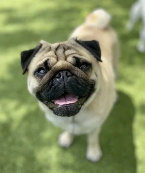 Wag'n World Montrose small dog daycare location