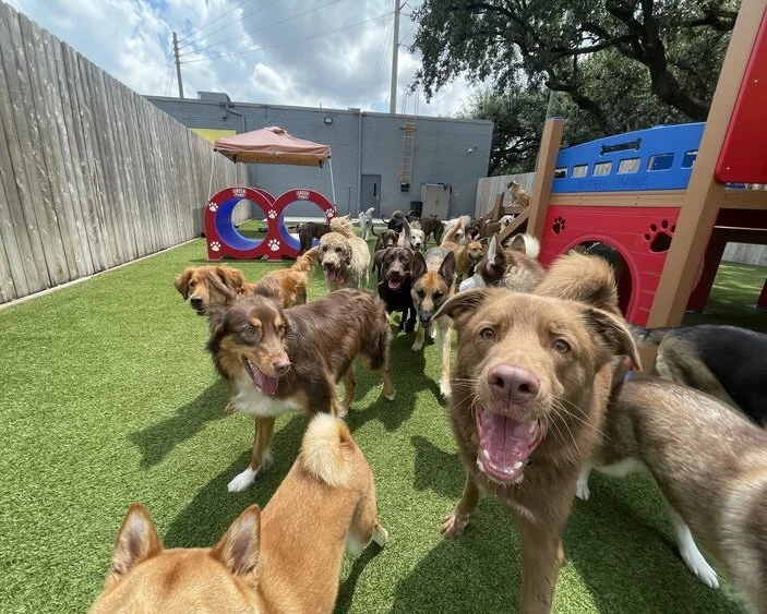 Montrose dog daycare, boarding, and grooming location in Houston