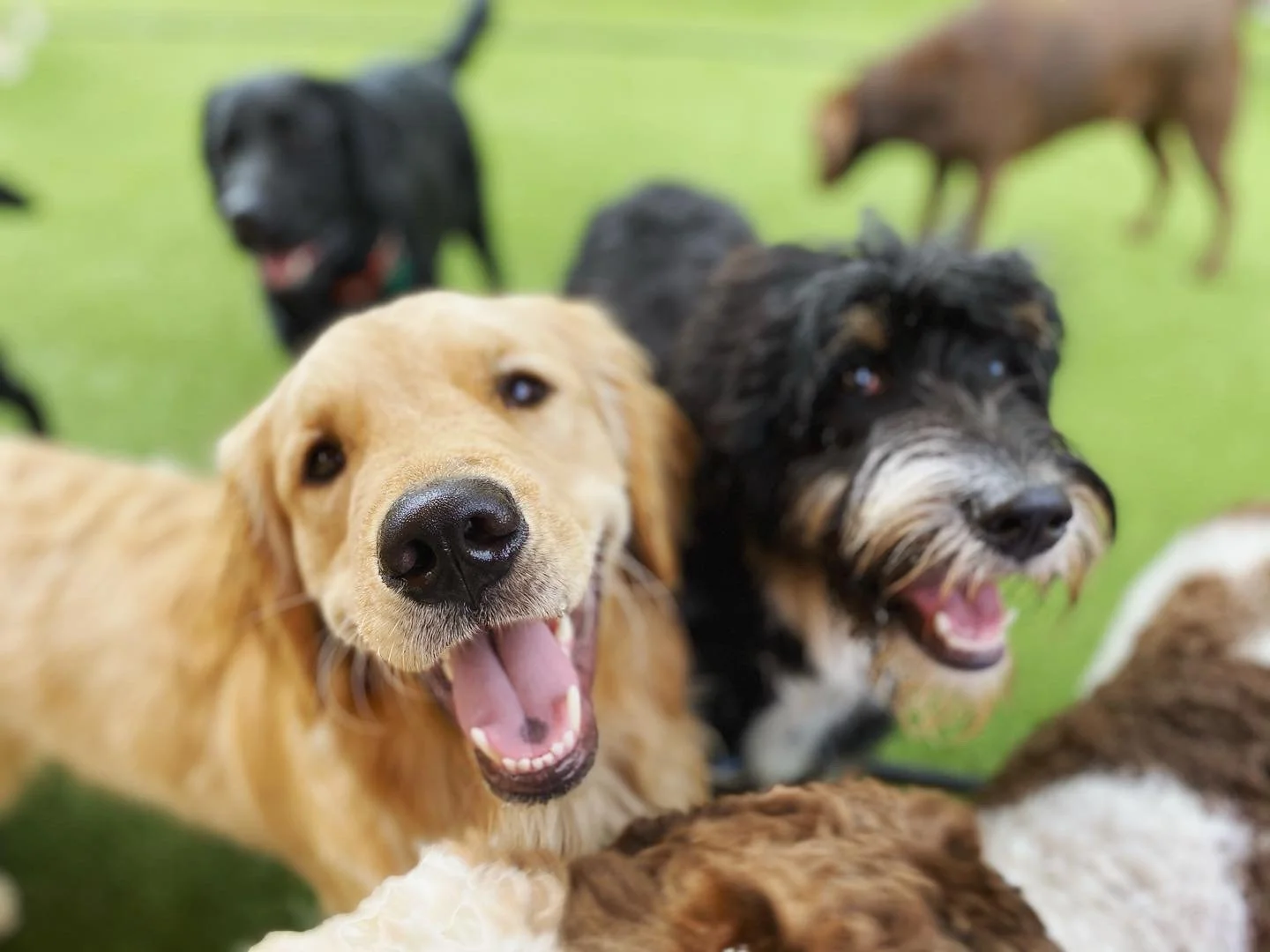 Happy dogs at Wag'n World