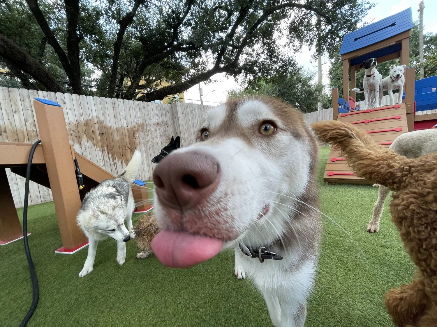 Dogs enjoying structured daycare play at Wag'n World dog daycare in Houston