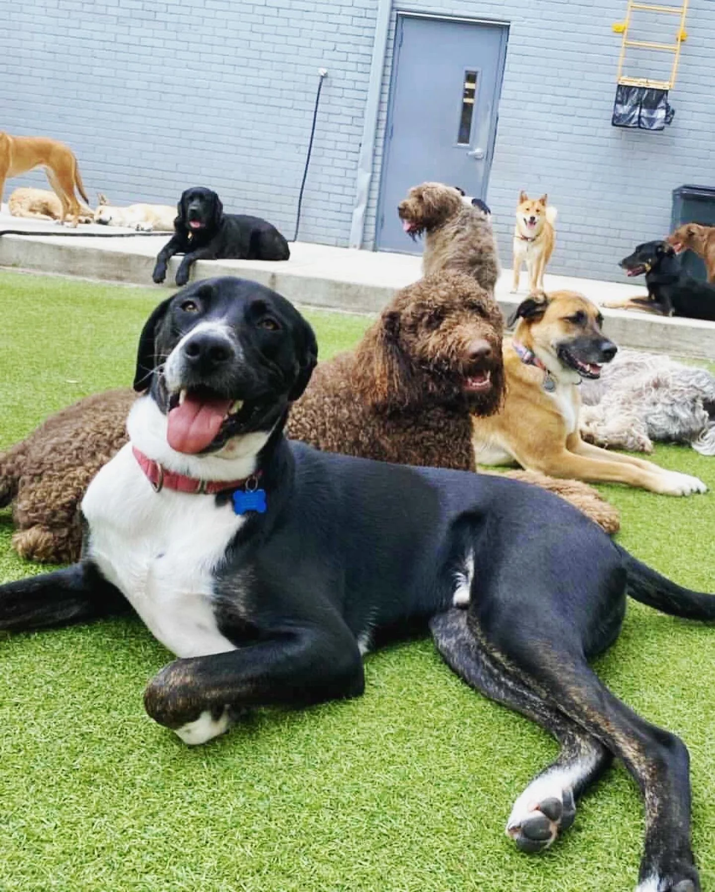 Relaxed dogs at Wag'n World