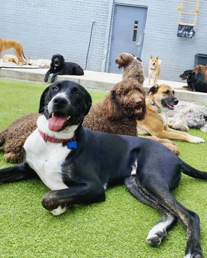 Dog boarding at Wag'n World Heights