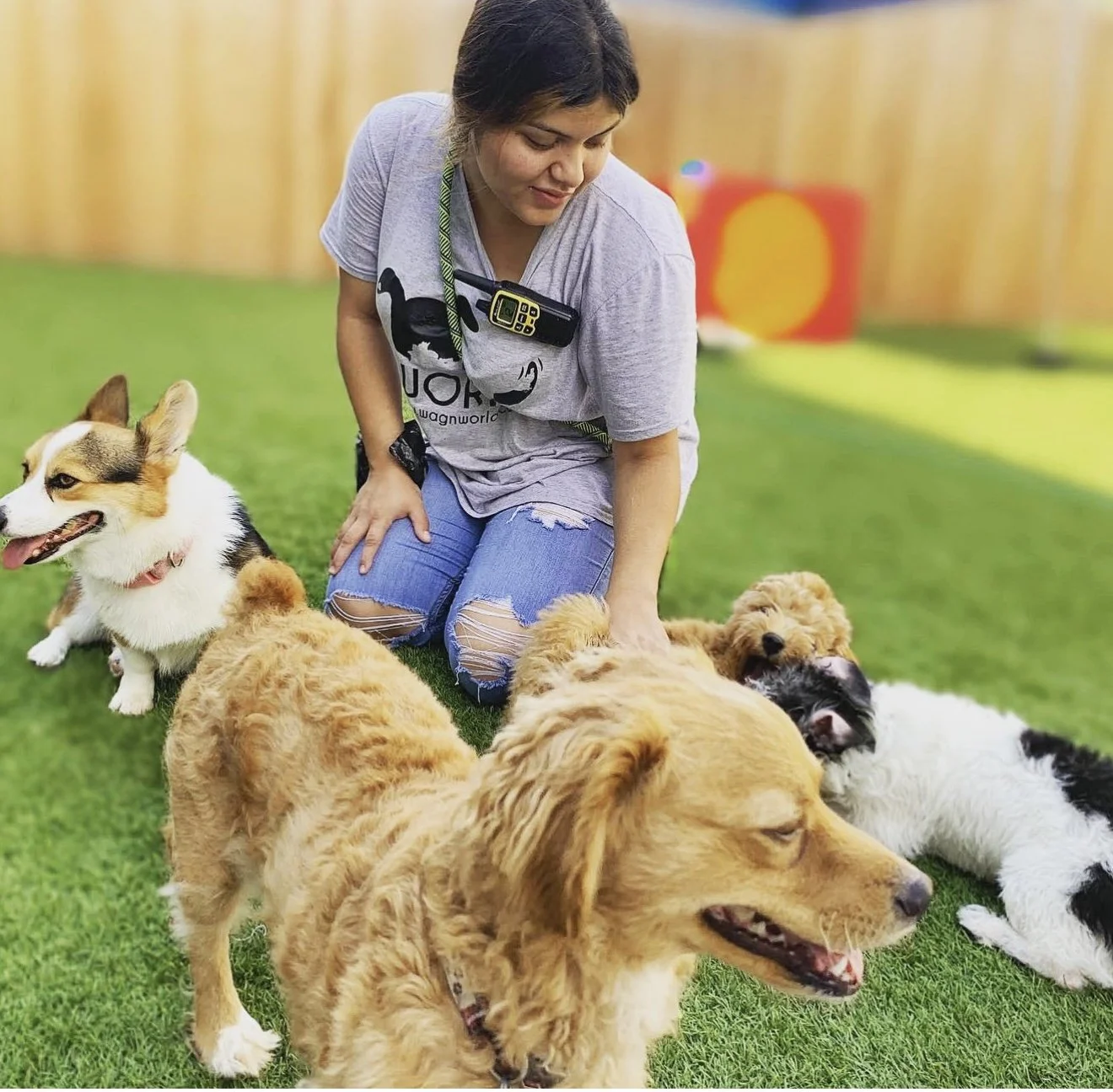 New dog evaluation day at Wag'n World in Houston