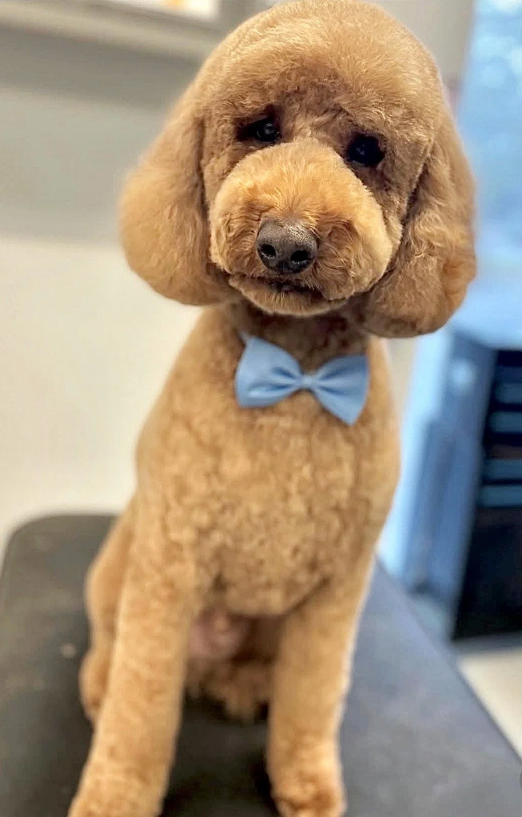 Wag'n World Montrose grooming location in Houston