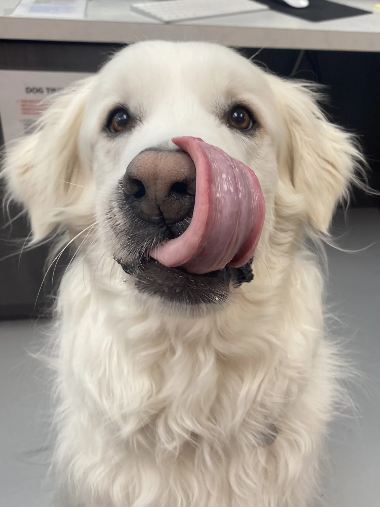 Happy dog at Wag'n World