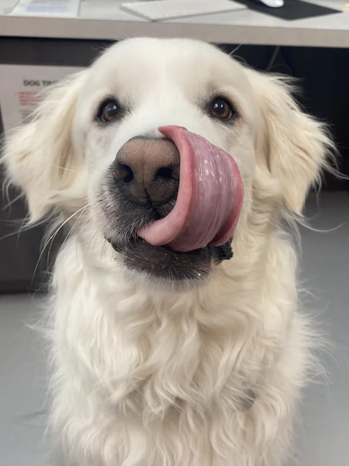 Dog grooming at Wag'n World Montrose
