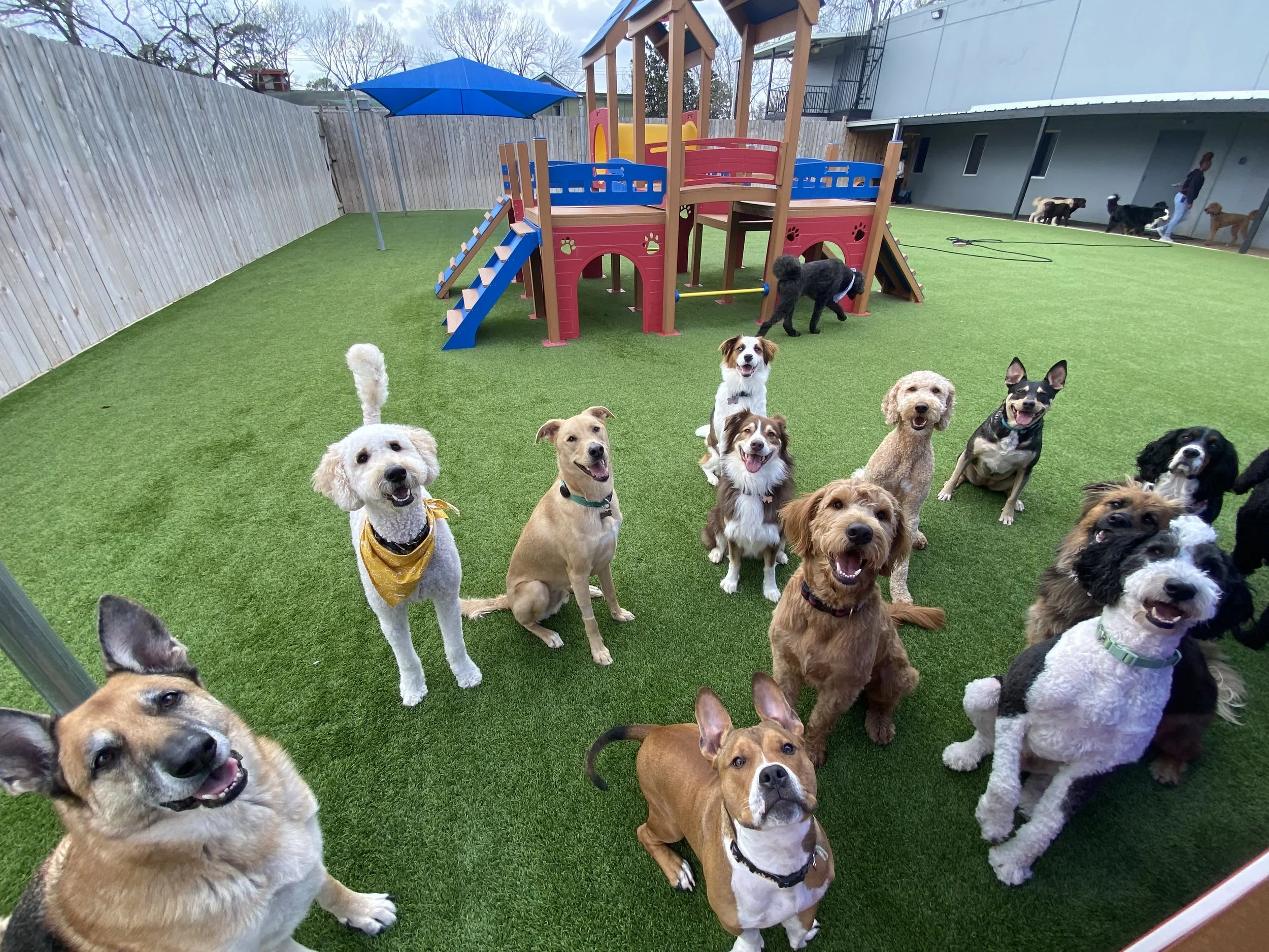 Dogs enjoying structured play at Wag'n World in Houston