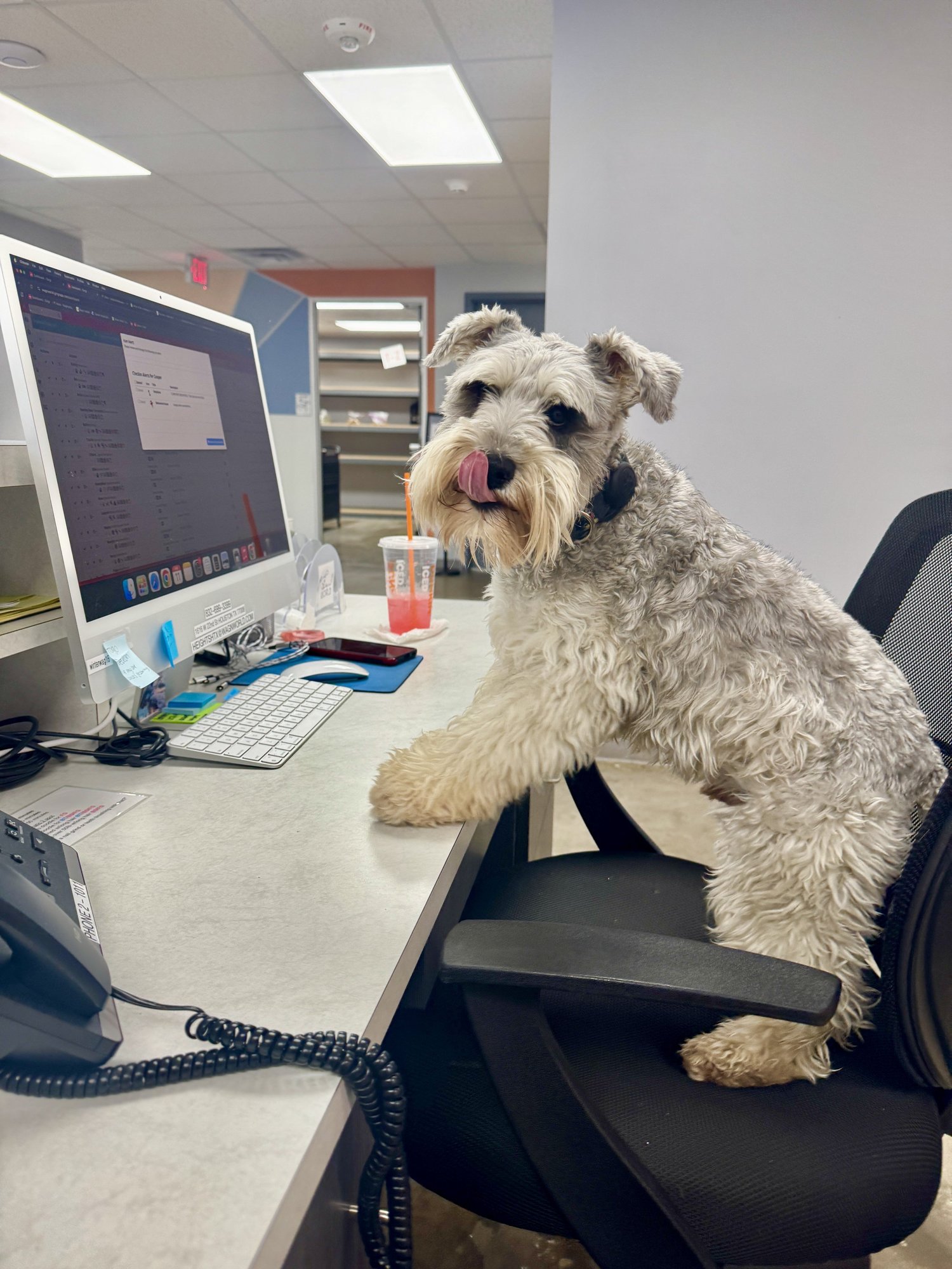 Wag'n World front desk dog