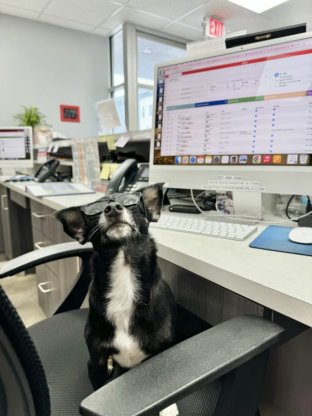 Wag'n World front desk dog