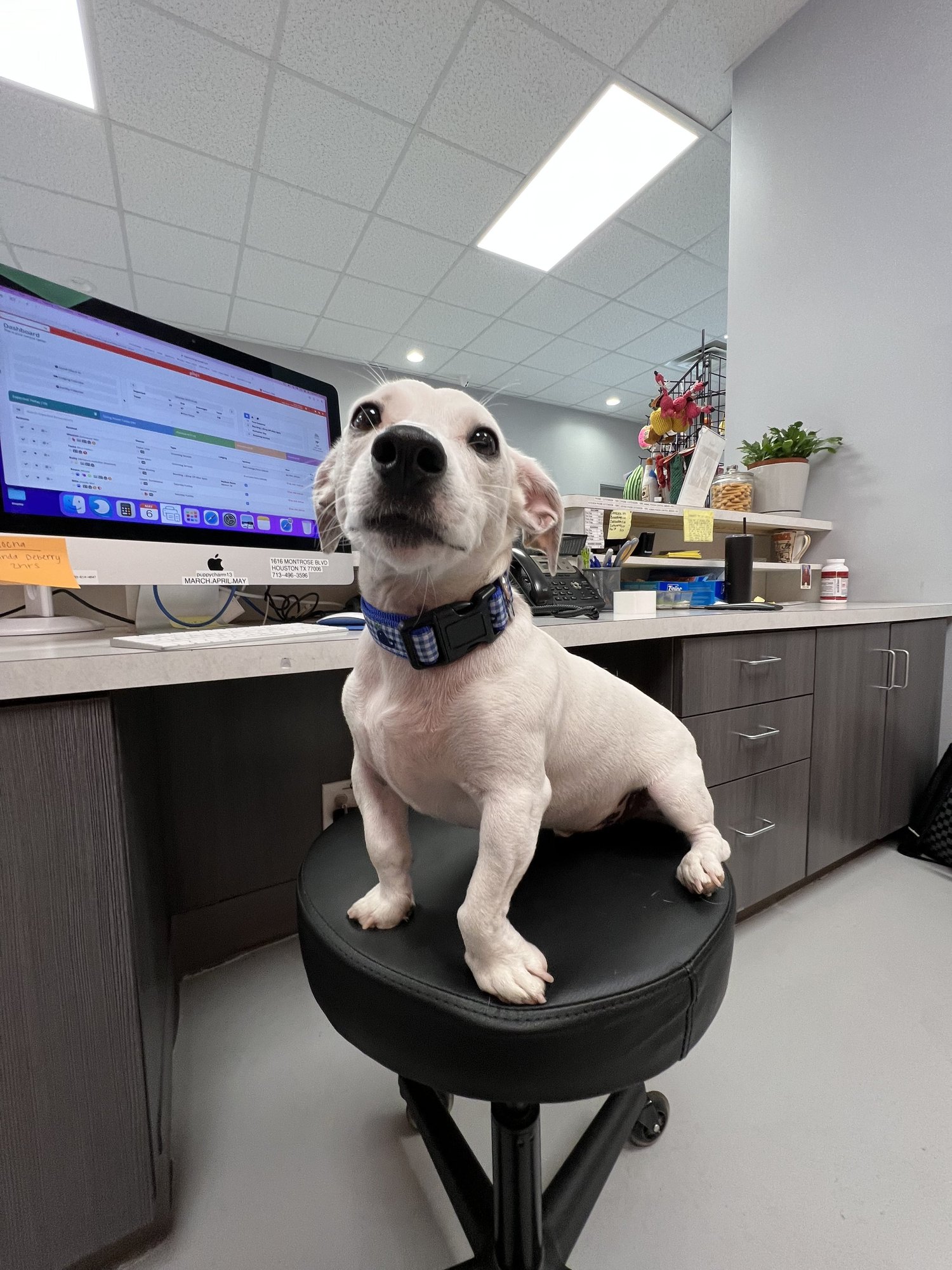 Wag'n World front desk dog