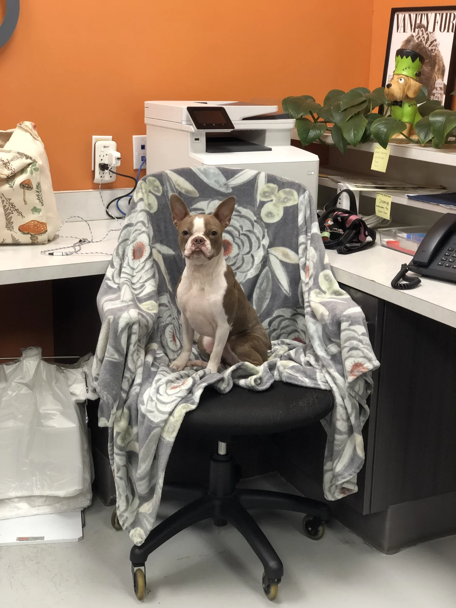 Wag'n World front desk dog