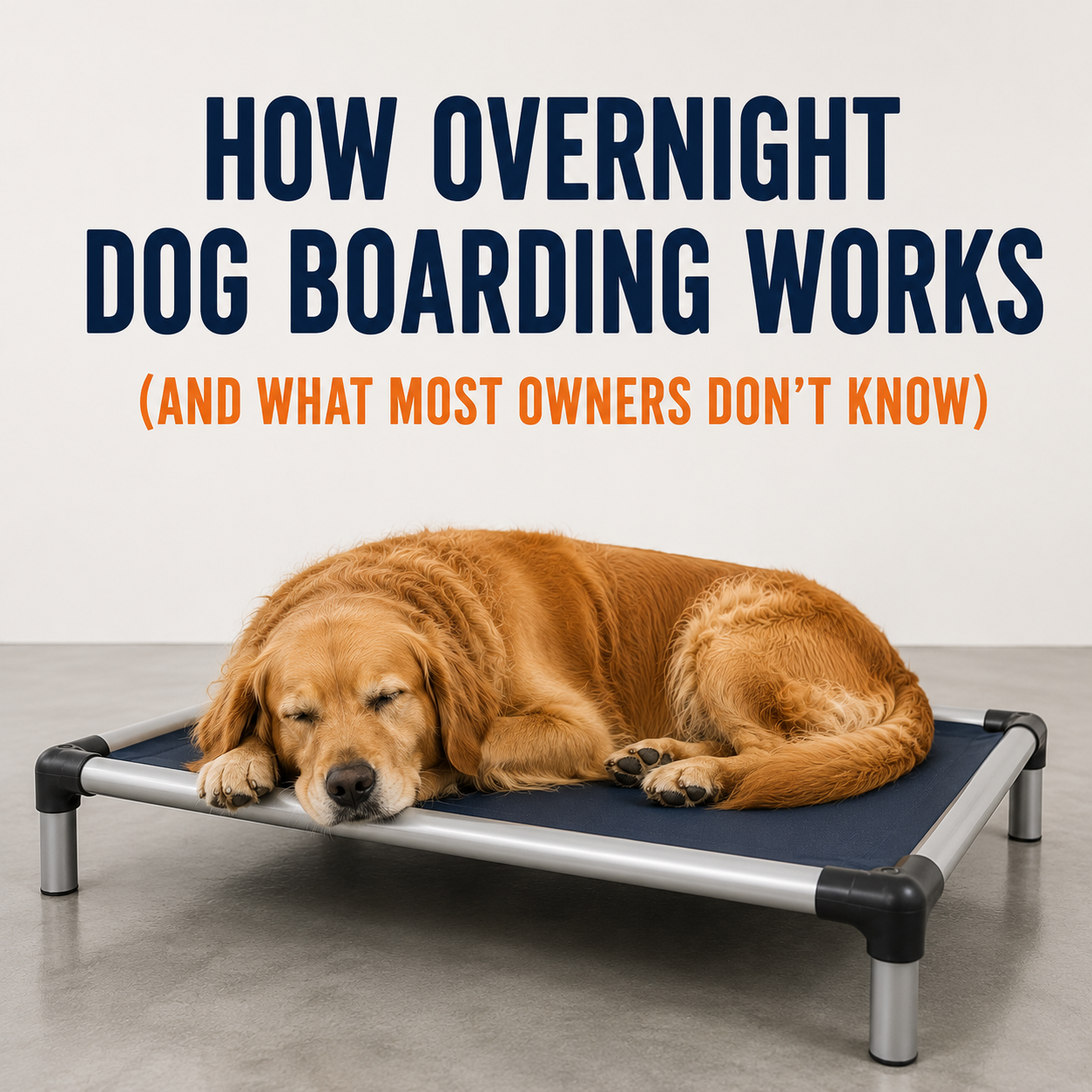 How Overnight Dog Boarding Works (And What Most Owners Don't Know)