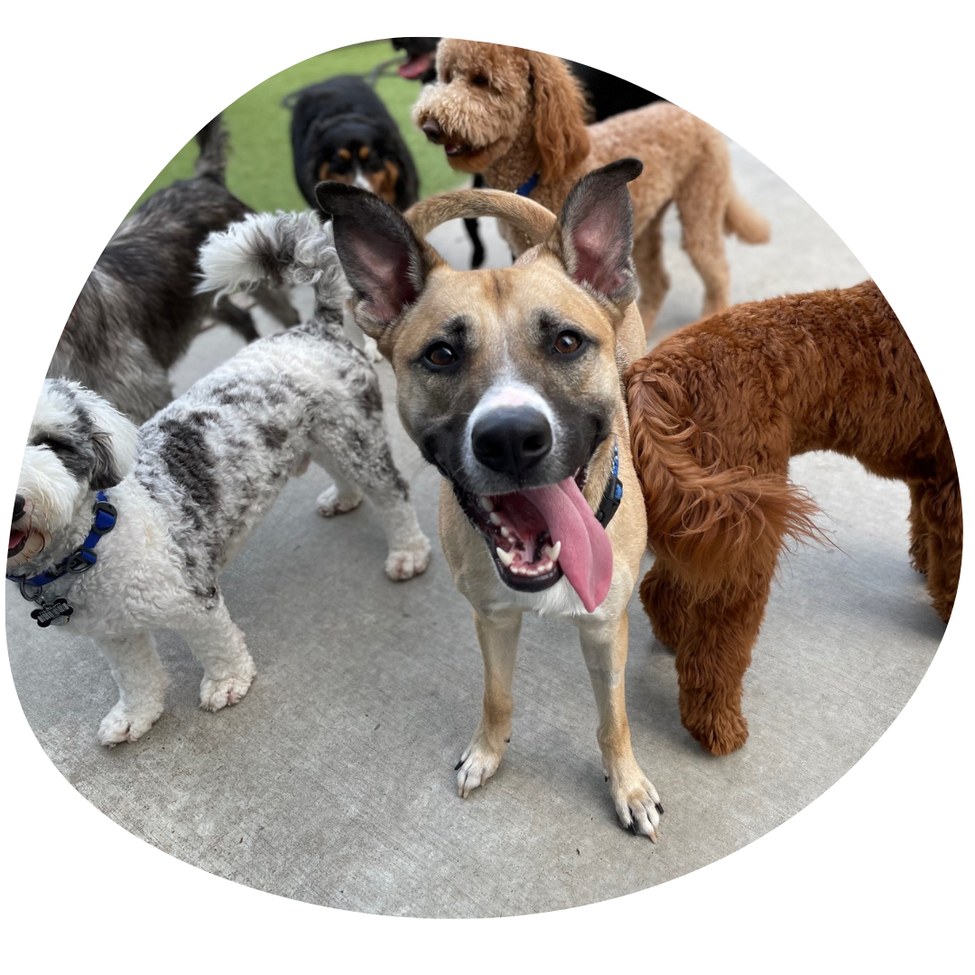 Dogs socializing at Wag'n World daycare