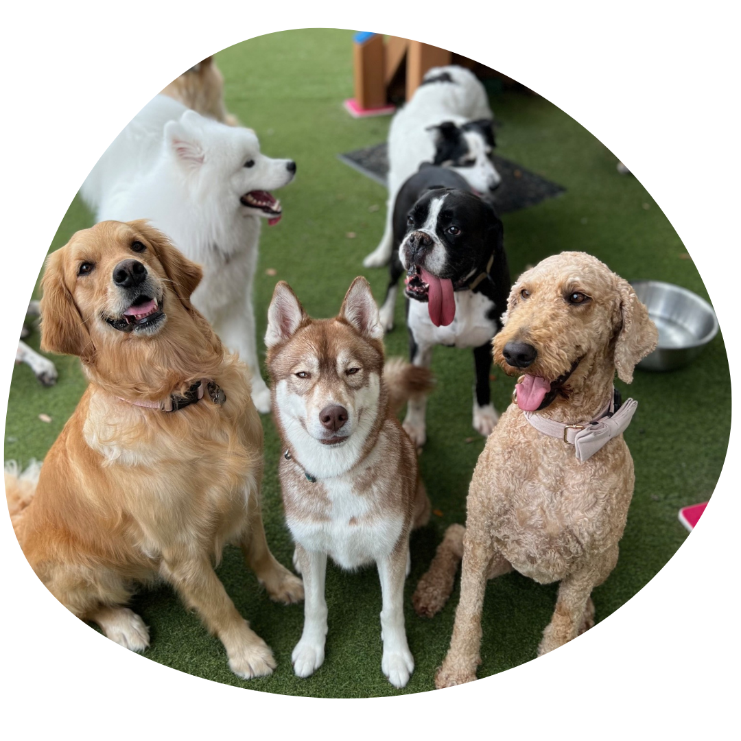 Dogs resting comfortably together at Wag'n World