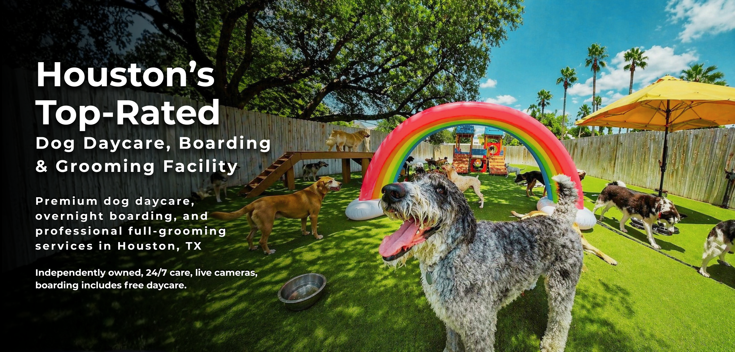 Dogs enjoying outdoor play at Wag'n World in Houston