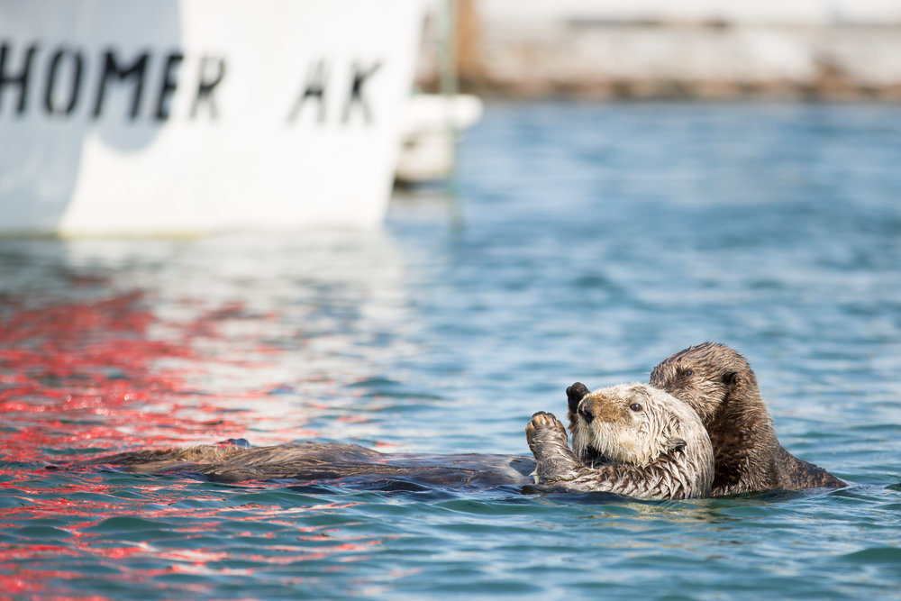 Homer Harbor Otters