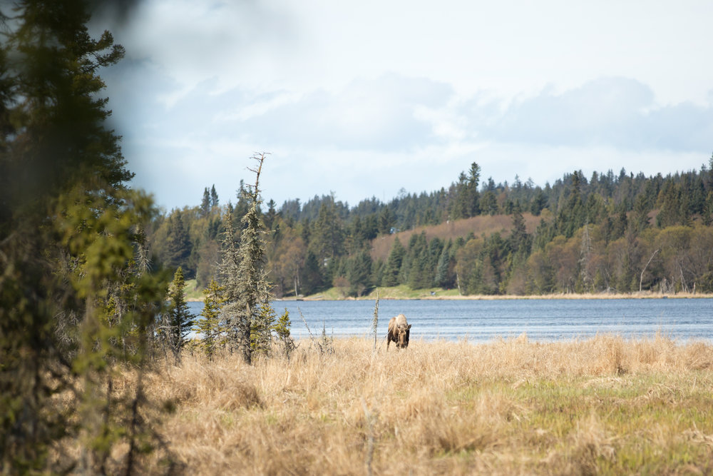 Moose sighting at Beluga Lake Wetlands