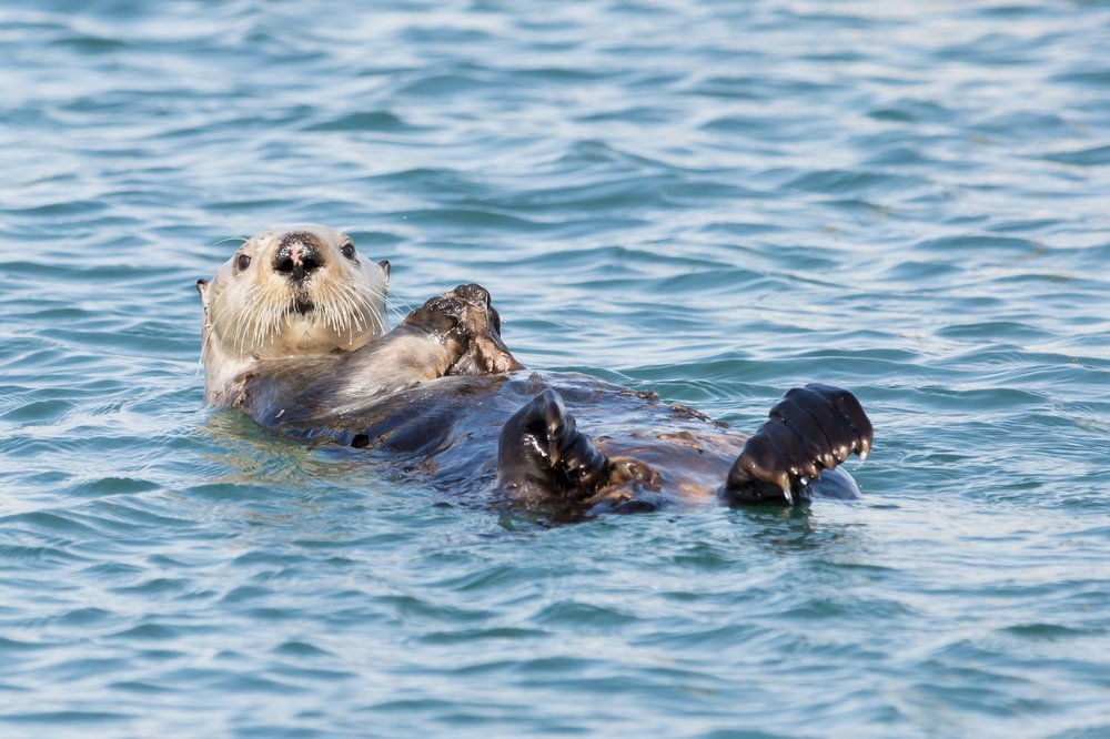 Homer Harbor Otter