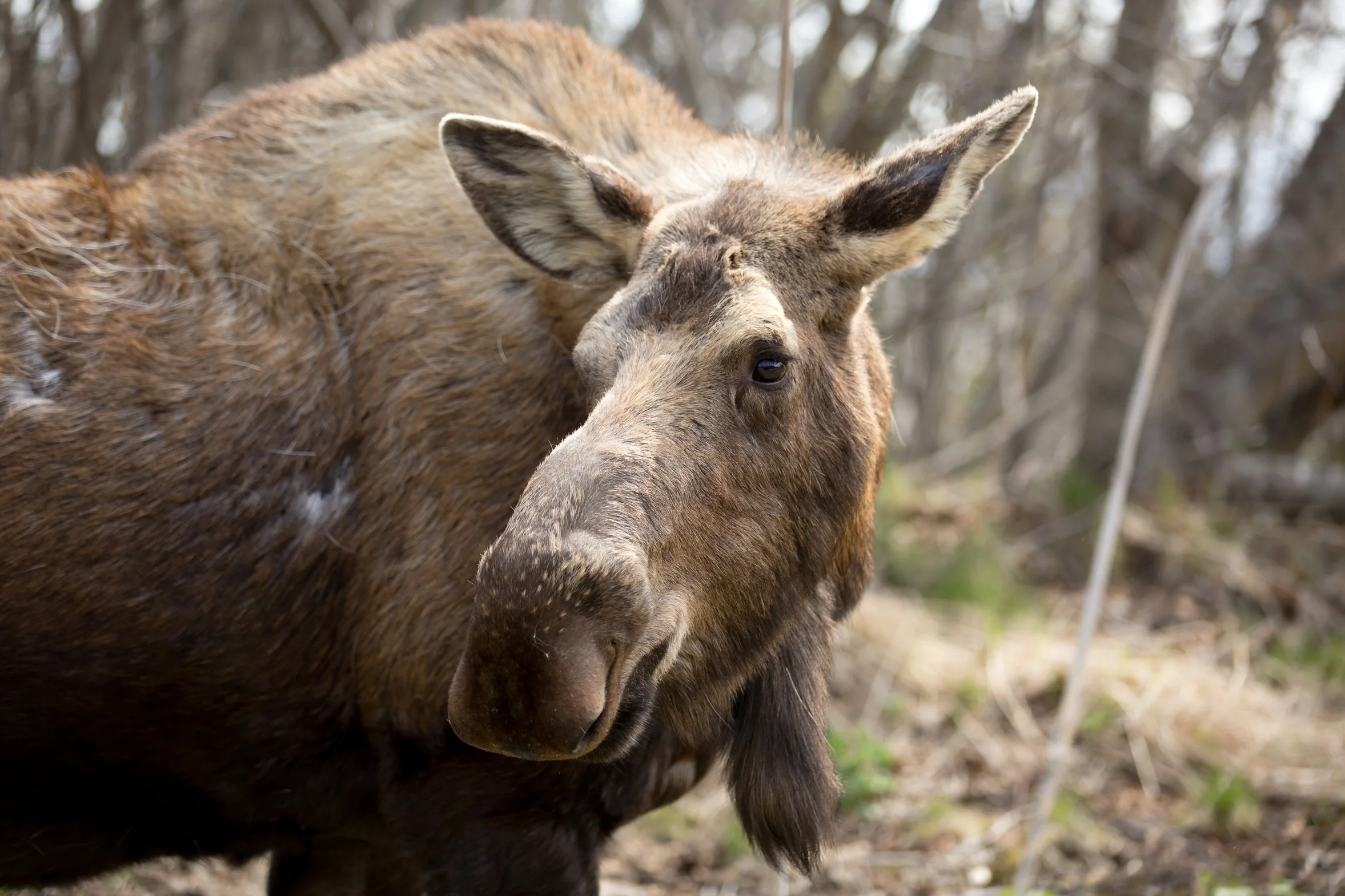 Moose on the side of East End Road. Photo Credit: @alisonpmcnabb