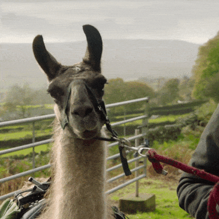 ezgif.com-optimize (8).gif