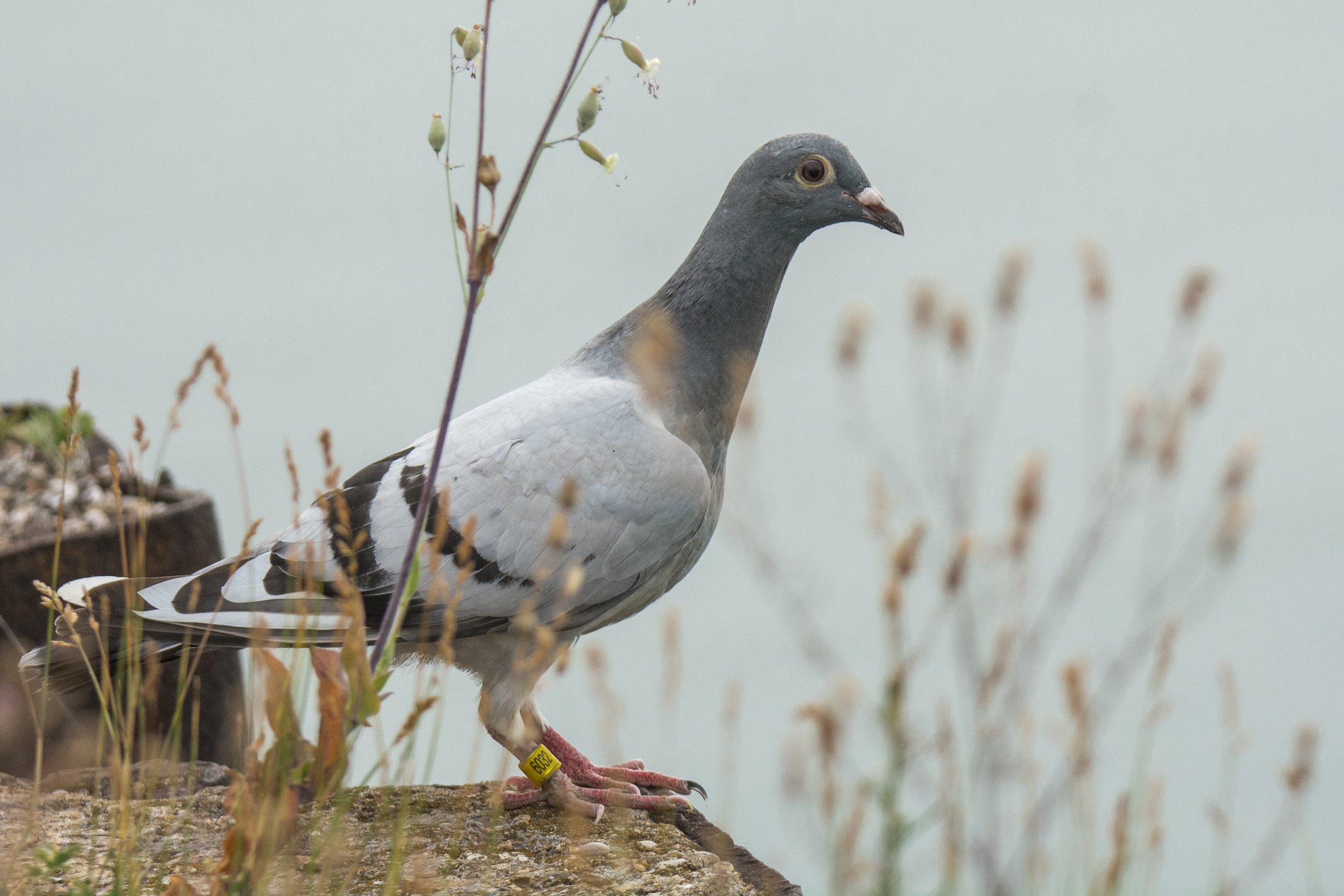 Rock Pigeon  Celebrate Urban Birds