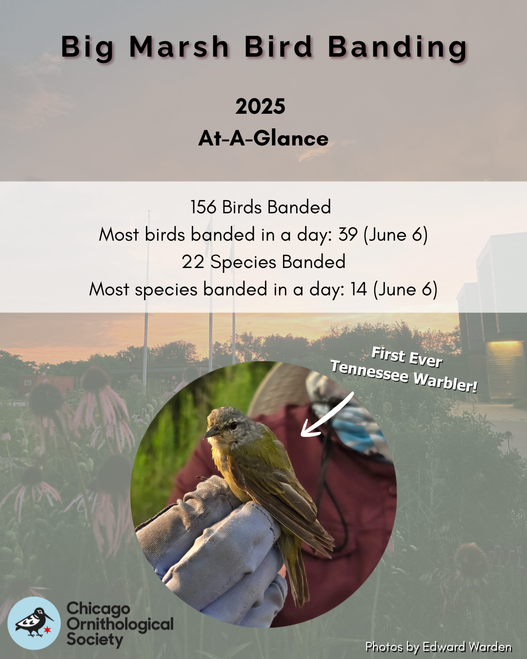 2025 Big Marsh Bird Banding Recap