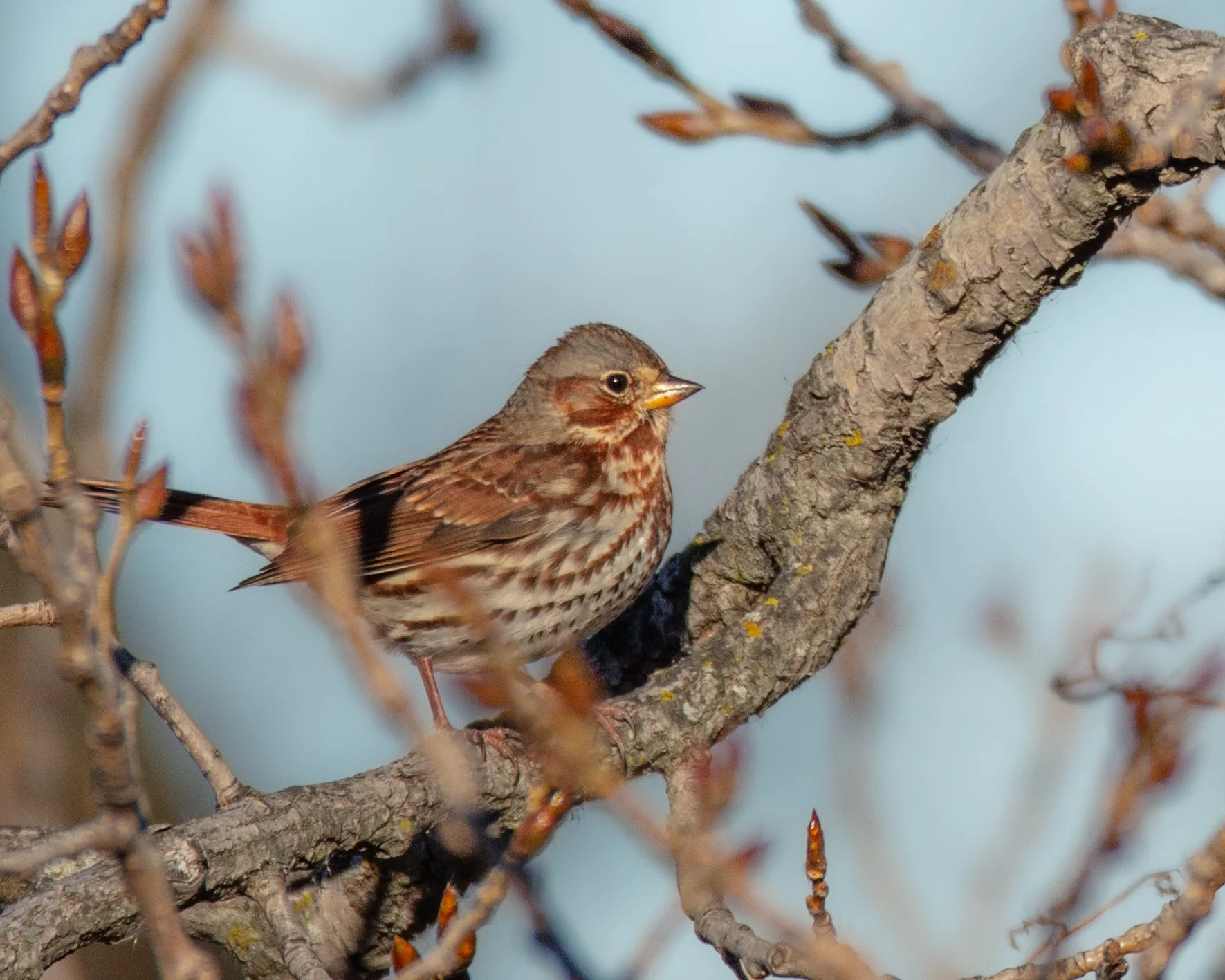 In profile facing right and perched on a branch, a small bird with gray head, reddish check, wings and tail, plus reddish vertical stripes on a creamy throat and belly.