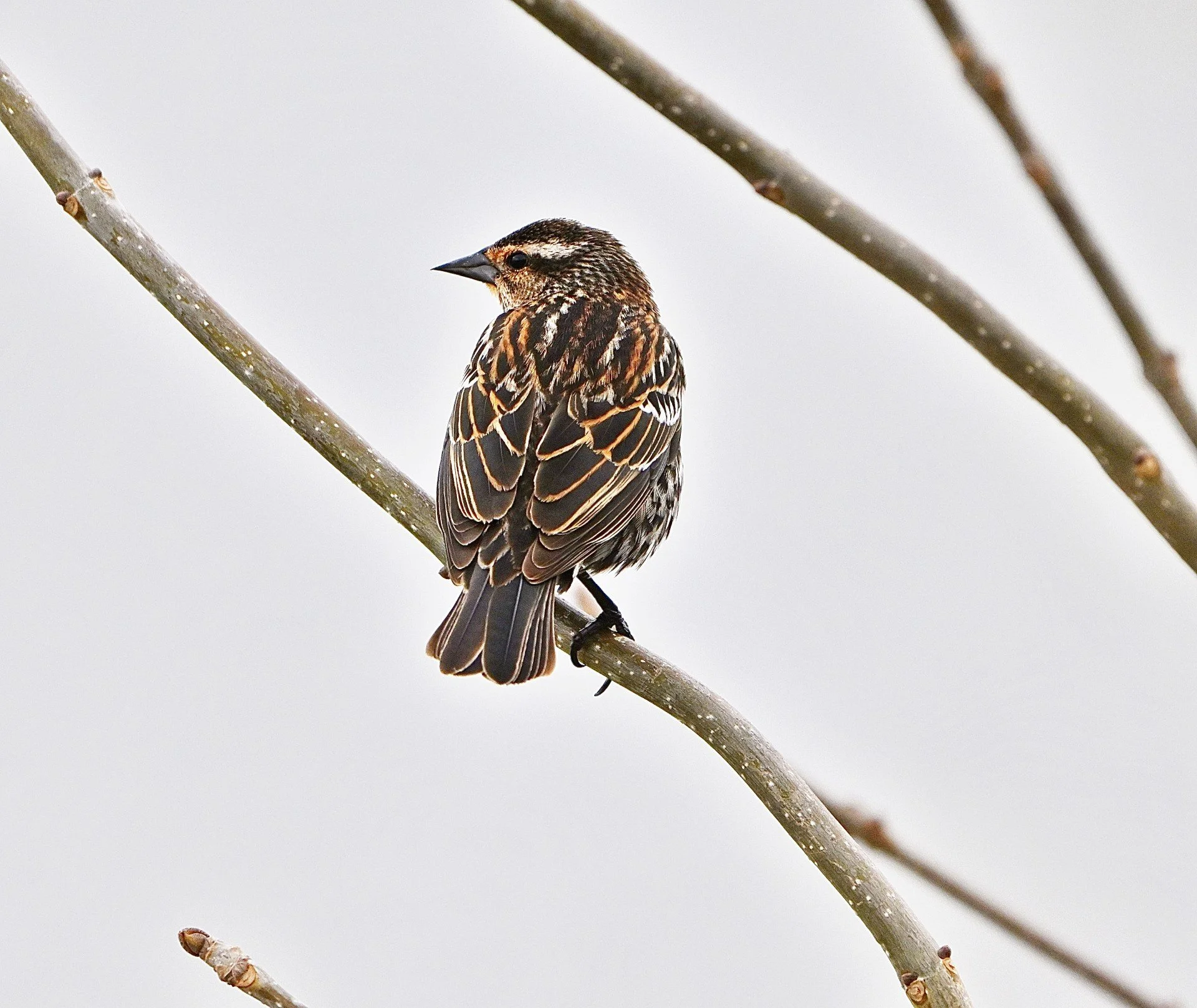 Seen from behind and looking left, a medium-sized brown bird with orange and white scallops along all its wings. The short pointed beak is black. There is a white horizontal stripe above a dark eye, flanked by black stripes. It is perched on a twig.