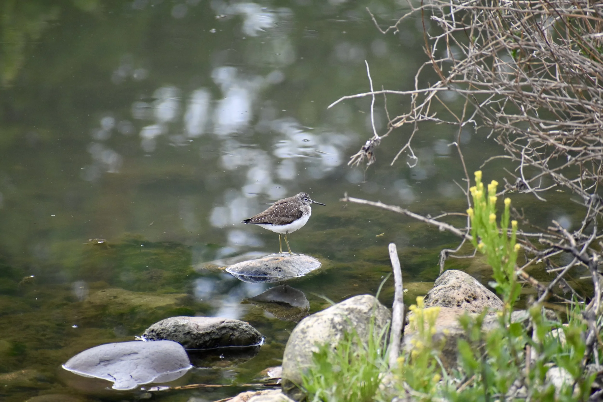 Medium-sized bird with long yellow legs standing on a rock in a creek, in profile, facing righ. Breast and throat are white, head, back and wings mottled brown. The beak is narrow.