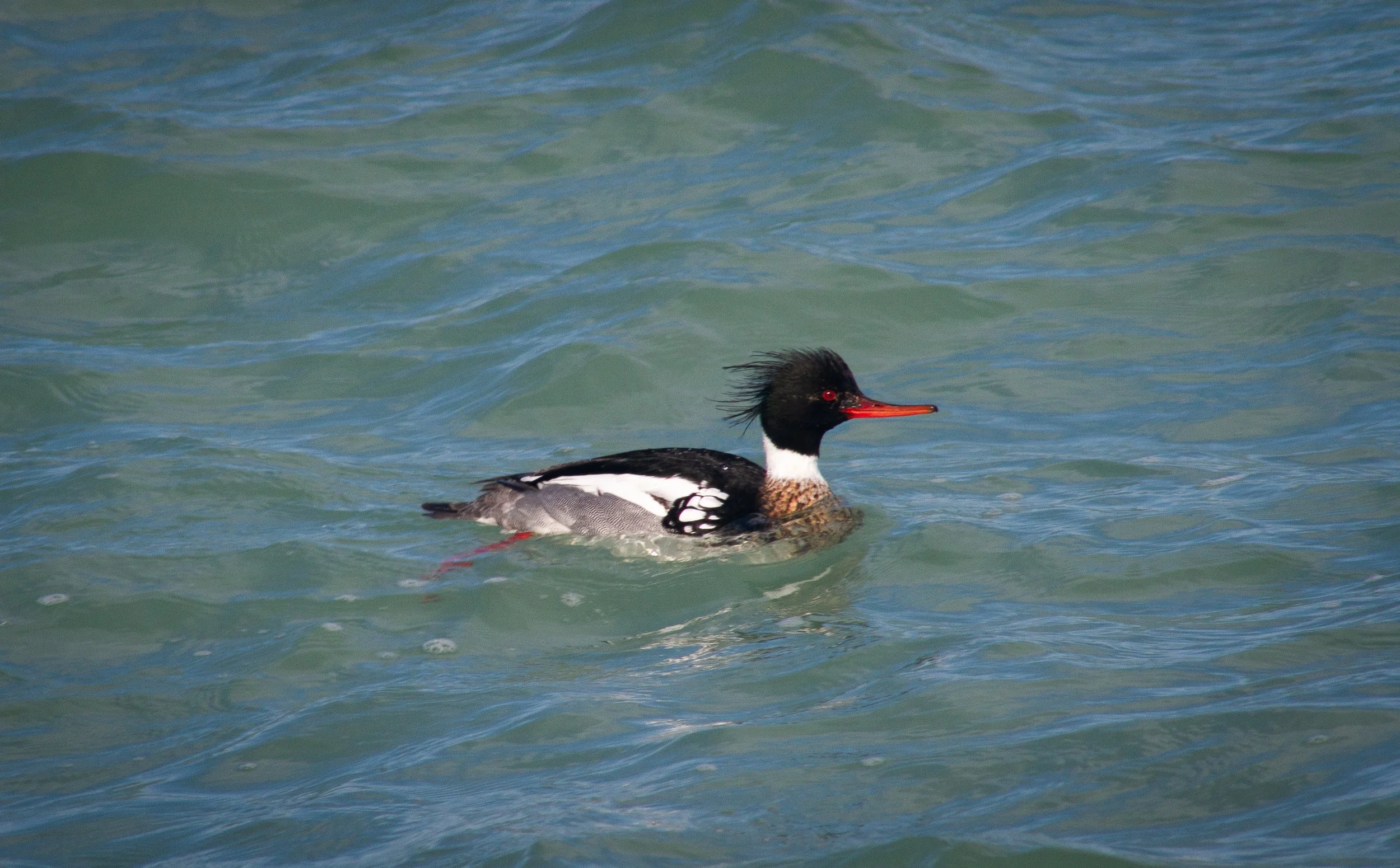 Seen in profile swimming left to right, a bird with pointed orange bill, red eye, dark head with long spiky feathers coming off the crown, white collar, black back, white side and brown breast.
