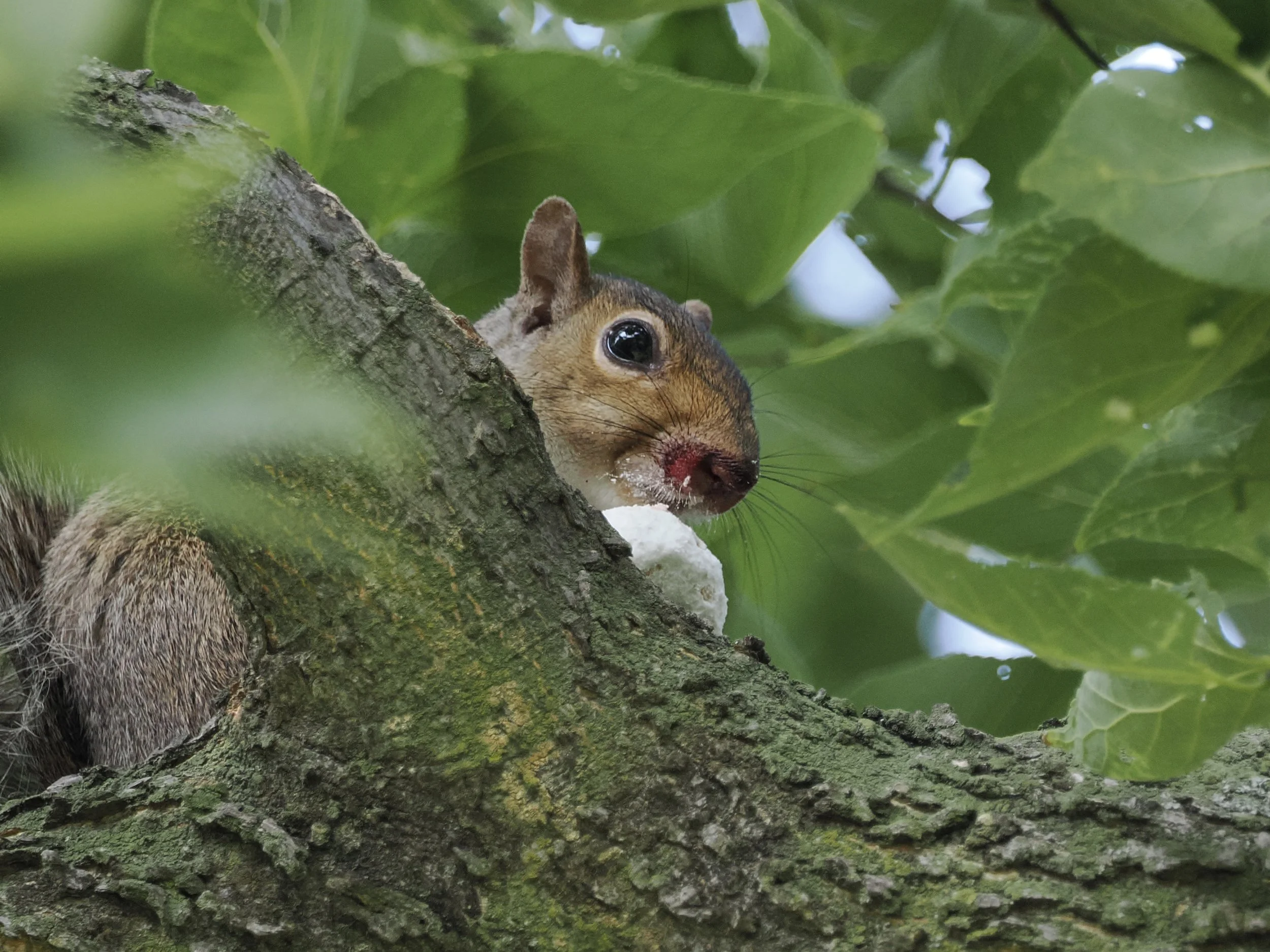 Side view of a small, brown mouse-like mammal with a large, round dark eye and oval rounded ears, nibbling on a white powdered donut, perched in a tree.